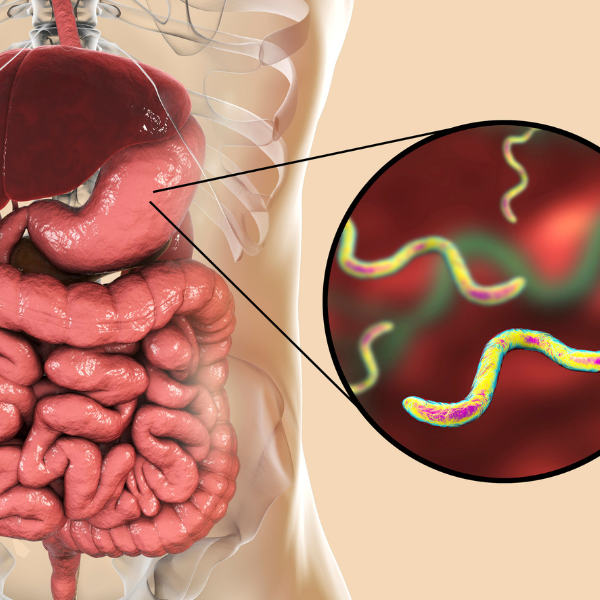 Campylobacter