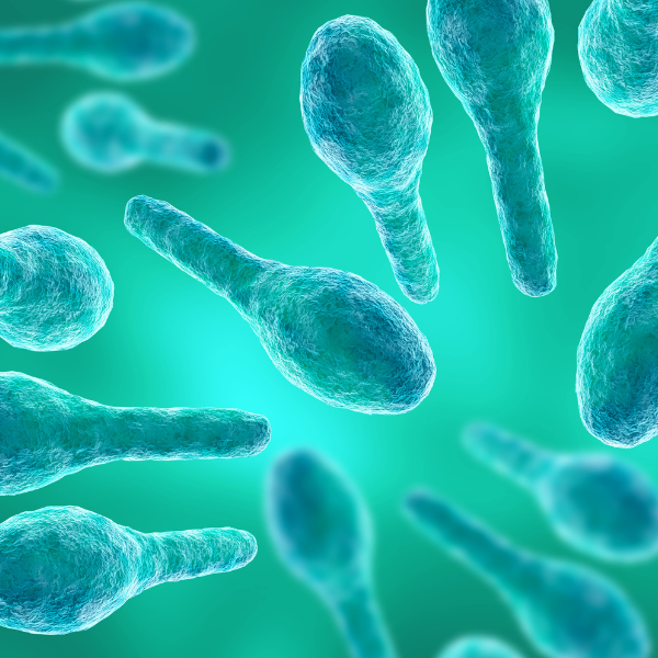 Clostridium perfringens