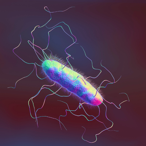 Shiga-toxin producing E. coli (STEC)