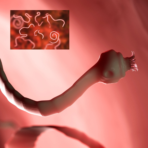 Taenia spp. tapeworms